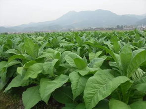 煙草病害的識別與防治