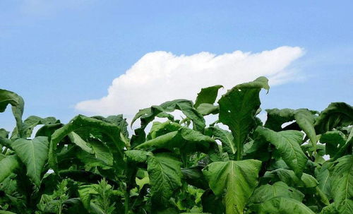 世界頂級煙草產區地圖