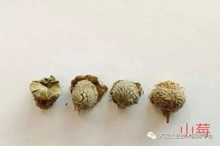覆盆子的真?zhèn)舞b別 快看看你的品種是否正宗